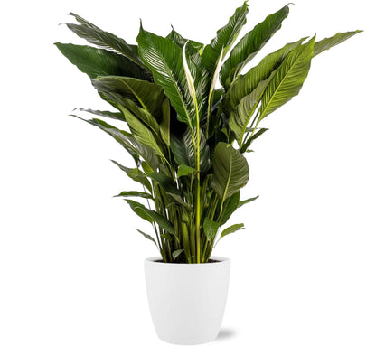 Spathiphyllum Sweet Sebastiano Ø24cm – stijlvolle kamerplant Woonware