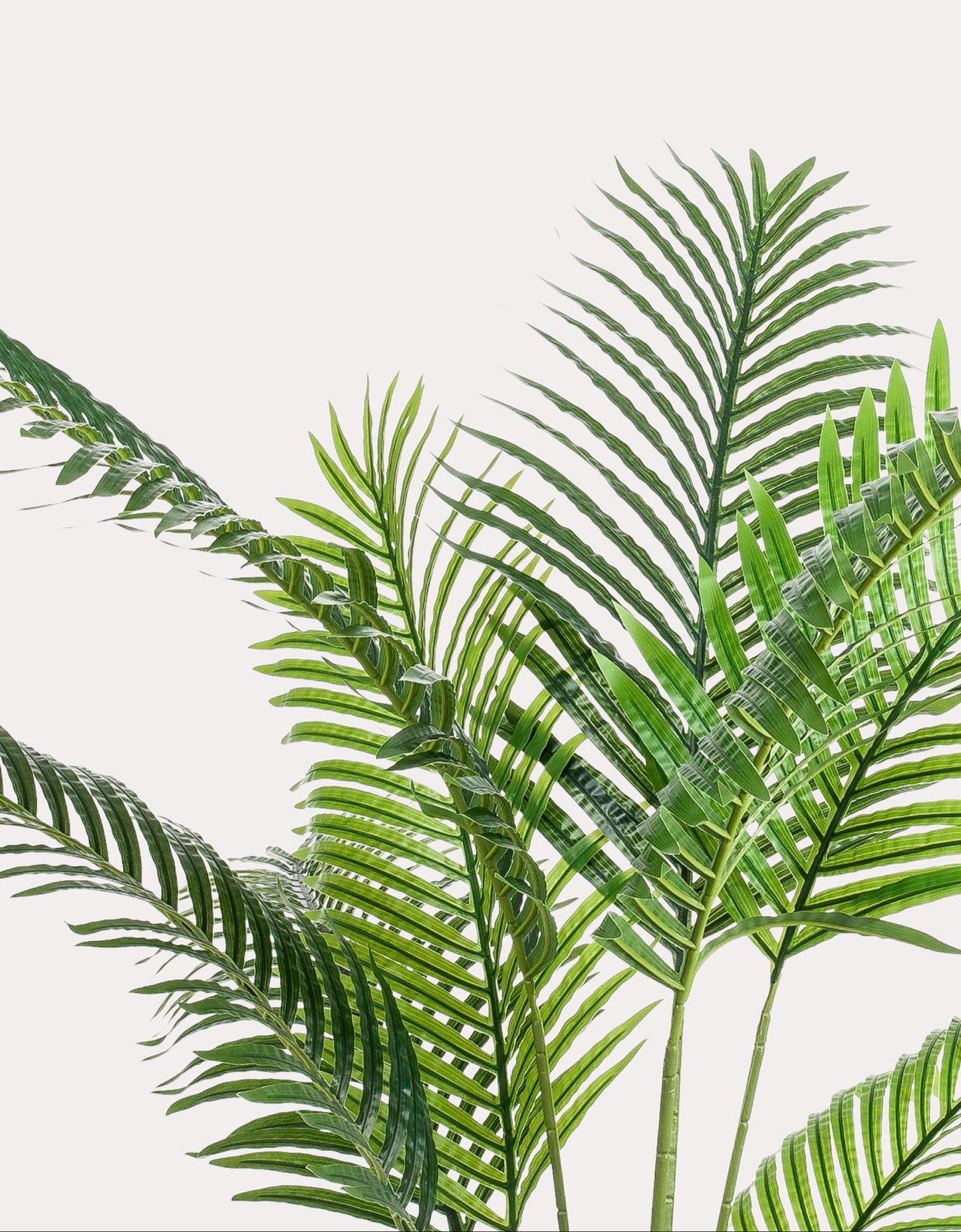 Kunstplant Howea Forsteriana 160cm – Paradijspalm met donkergroene bladeren voor woonkamer of kantoor