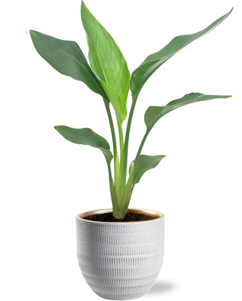 Strelitzia Reginea paradijsvogelplant 40 cm met witte Beau Pot