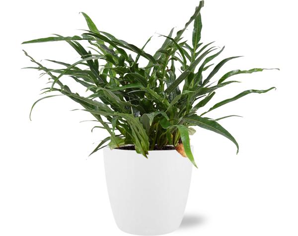 Aglaomorpha Coronans kroonvaren kamerplant met witte pot – tropische groene bladeren