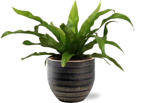 Asplenium Antiquum 25cm kamerplant in zwarte Beau Pot