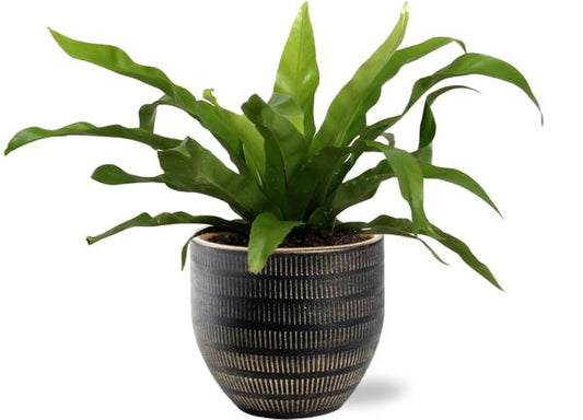 Asplenium Antiquum 25cm kamerplant in zwarte Beau Pot