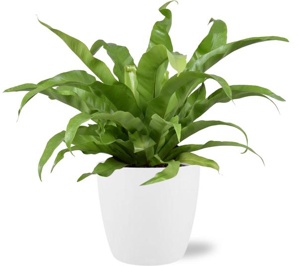 Asplenium Antiquum nestvaren met witte pot – luchtzuiverende kamerplant 45 cm