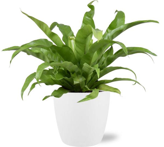 Asplenium Antiquum nestvaren met witte pot – luchtzuiverende kamerplant 45 cm