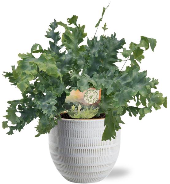Phlebodium Davana 35cm kamerplant in witte Beau Pot