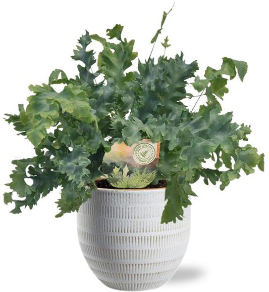 Phlebodium Davana 35cm kamerplant in witte Beau Pot
