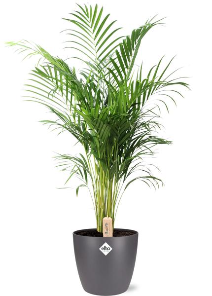 Dypsis Lutescens Areca palm met antraciet pot – tropische luchtzuiverende kamerplant